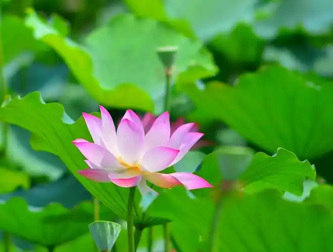 尼康d4摄影荷花,作品