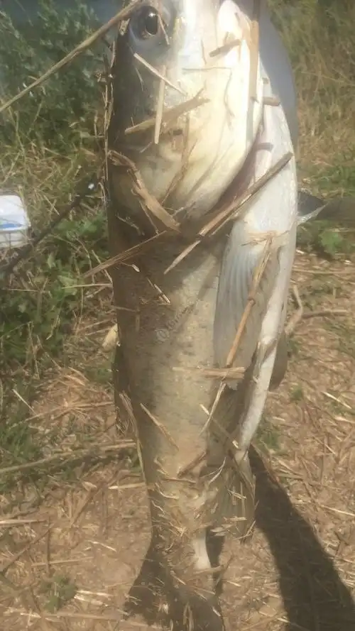 论坛 野钓传统军 今天钓了一天可过瘾了,晒死人,大头鱼拉的手抽筋