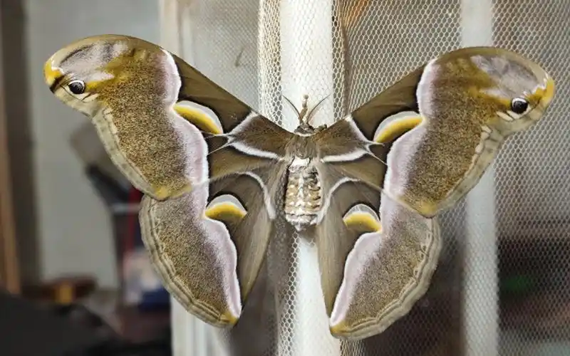 [鳞翅]王氏樗蚕蛾起飞