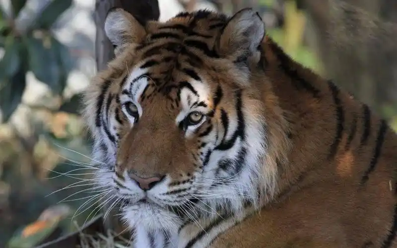 4k高清:韩国动物园五个月大的小东北虎和妈妈玩耍