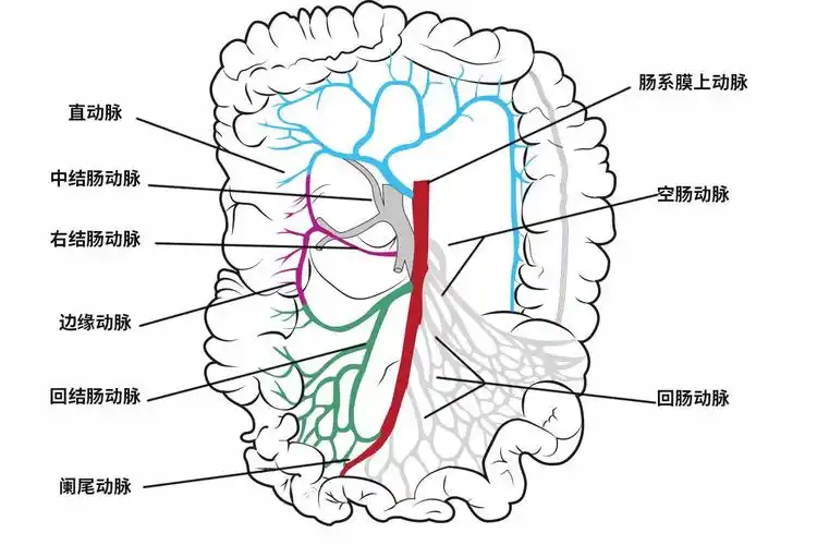 肠道血管分布图 肠道血管分布图高清
