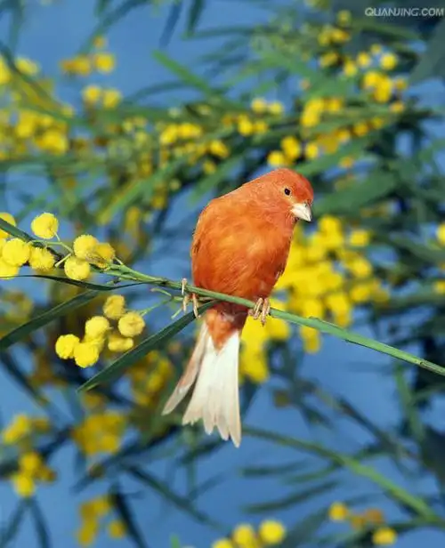 百鸟园,一一七,【金丝雀】