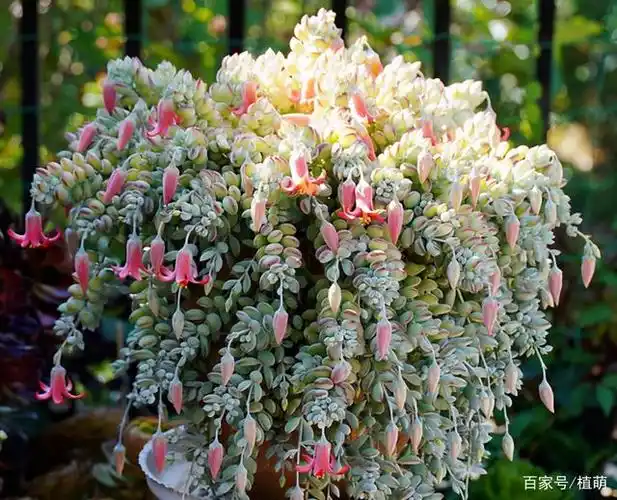 爆盆的达摩福娘已经很迷人了,更何况开花的达摩福娘