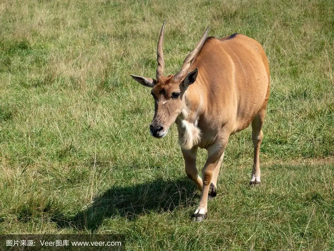 大羚羊,公牛,中老年人,食草动物,动物主题