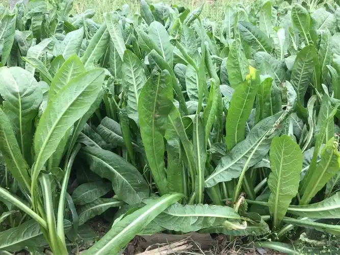 让绿色染遍封丘大地,把健康送到千家万户.我为菊苣代言