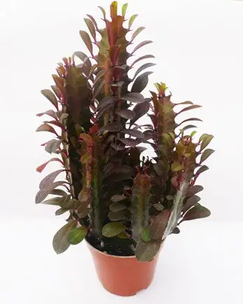 多肉植物红龙骨图片_红龙骨的养殖方法|怎么养_红龙骨的繁殖方法-花语