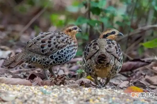竹鸡怎么分公母