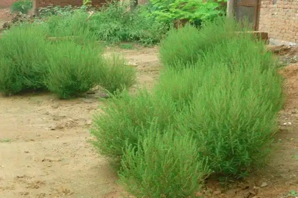 扫帚苗不容易招虫子,基本上不用管理,用来当绿植美化也是不错的选择.