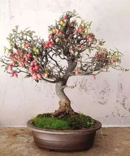 胡颓子盆景制作方法