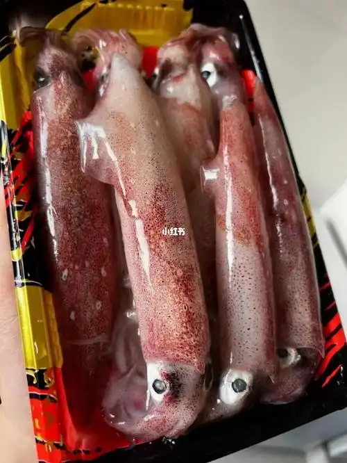 福建手钓小枪鱿鱼