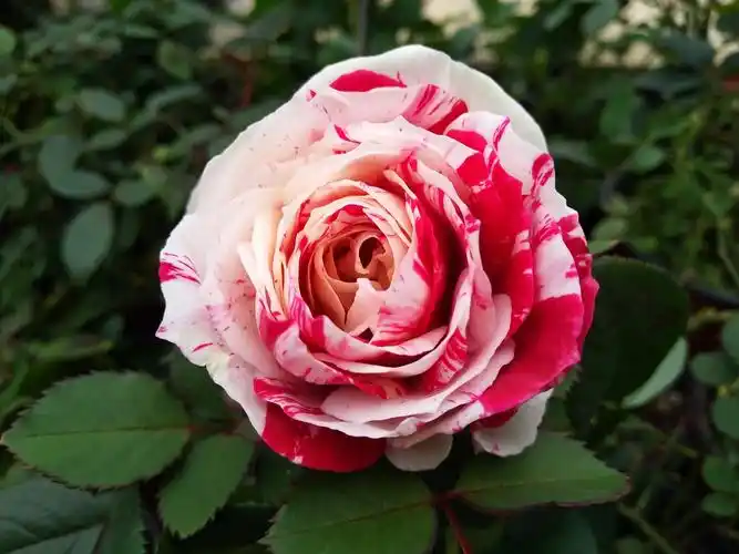 月季——我的挚爱(二)