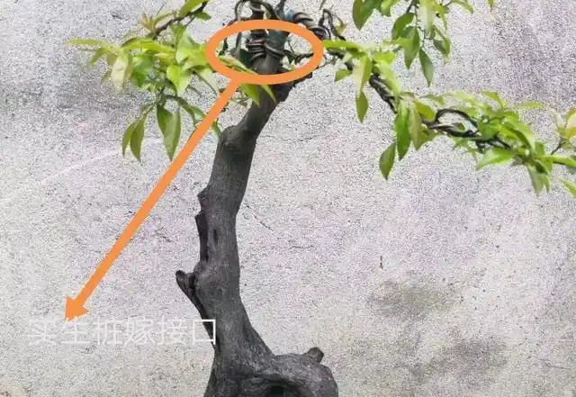 金弹子从4月份到6月份都可以嫁接,时间不同嫁接方式不同,嫁接的金弹子