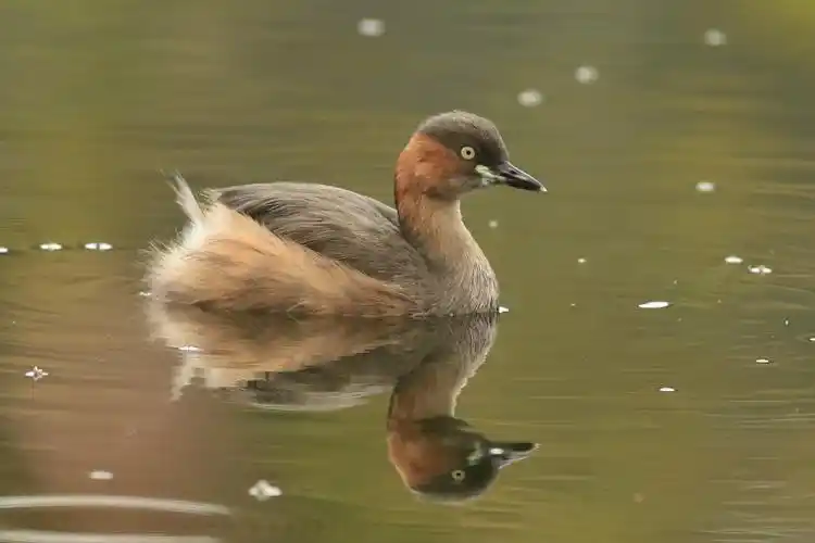小䴙䴘常见的水鸟,常被叫作野鸭子,可它却是火烈鸟的亲戚