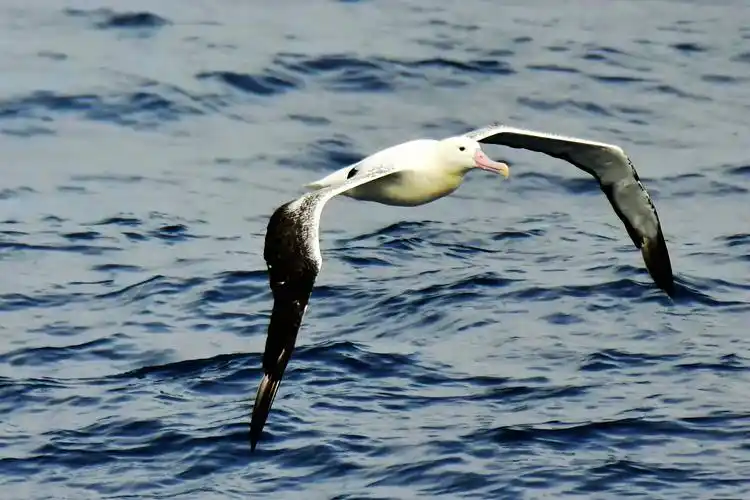 漂泊信天翁翼展超过3米,看来不是传说.