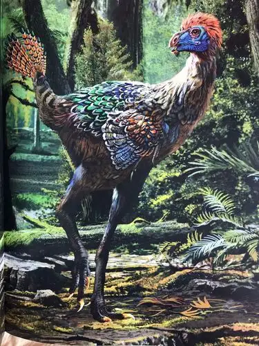 邹氏尾羽龙复原图