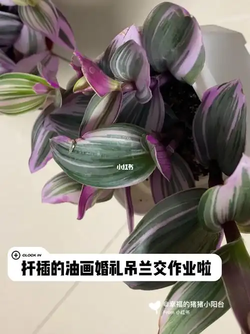 扦插的油画婚礼吊兰交作业啦