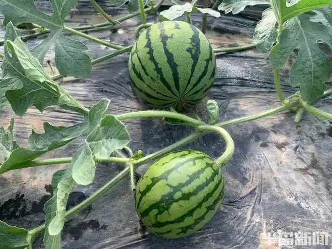 墨城春耕正当时丨34大棚里西瓜管理授粉忙青岛头茬大吕西瓜4月份可