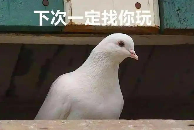 然而,鸽子精辩方技高一筹,直接放了辩论赛的鸽子,复读机惨败.