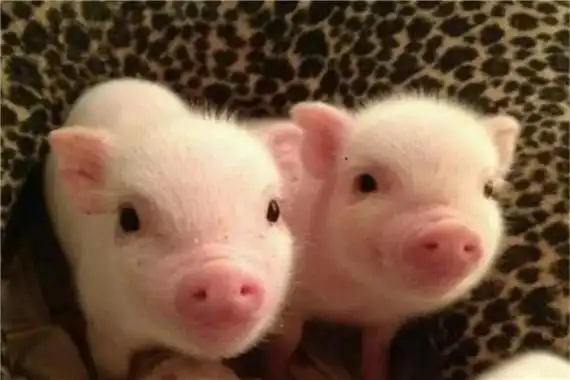 十大最适合家养的动物