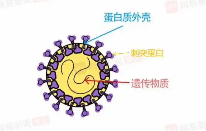 新冠病毒结构图
