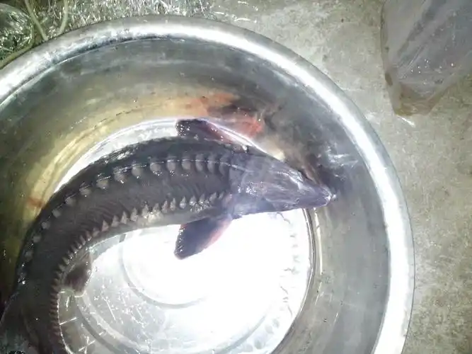 鱼皮很硬 鱼骨要用老虎钳拔 鱼嘴有点尖