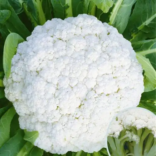 饶阳恒发 代购批发 新鲜蔬菜 菜优质菜花 白色菜花