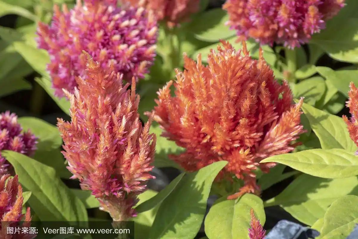 植物,鸡冠花,叶子,绿色,特写