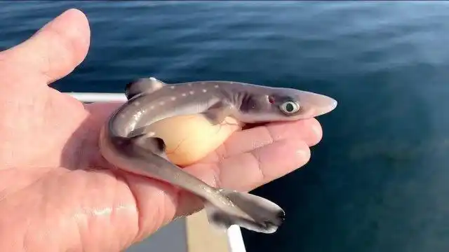 小鲨鱼顺利出生却个个奇形怪状腹部还有肿瘤