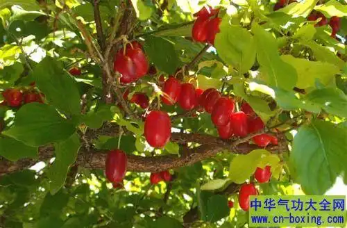 佩戴茱萸:治寒驱毒