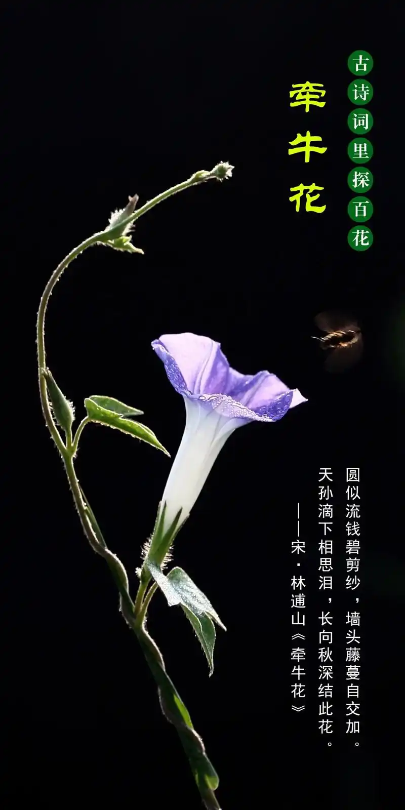 牵牛花.牵牛花,夏秋开花,花期以夏季最盛,颜色有蓝,绯红,桃 - 抖音