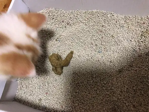 三个月猫咪,拉黄色的稀粑粑