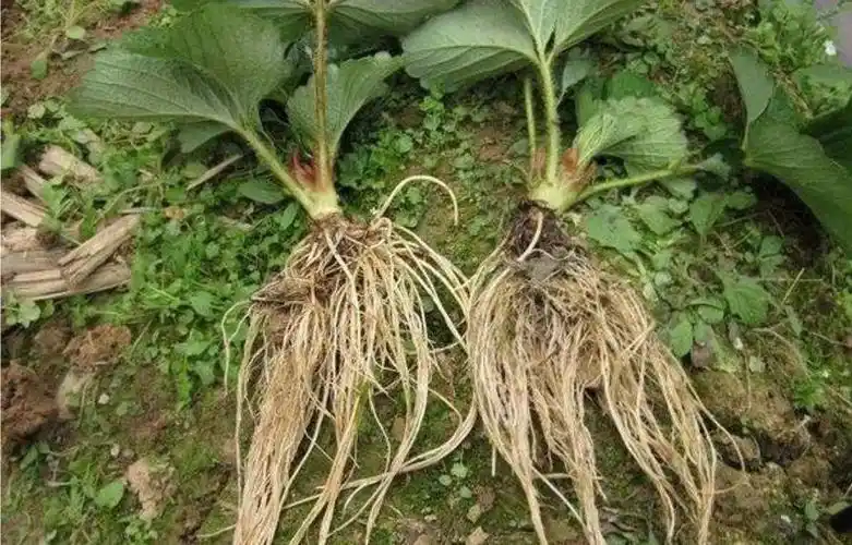 一,根是植物最重要的器官,相当于人体的大脑