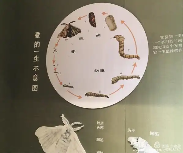 蚕的一生循环