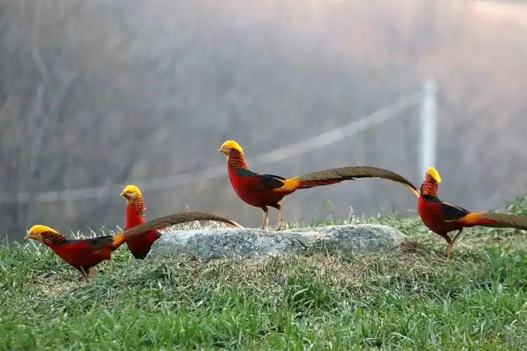 美是自然生,艳红火欲燃,丽炫五彩耀.