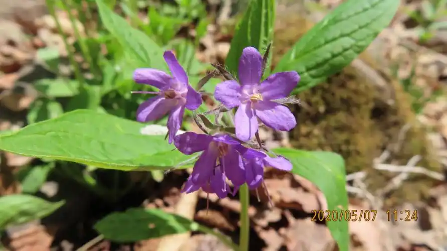 山茄子紫草科山茄子属多年生草本植物