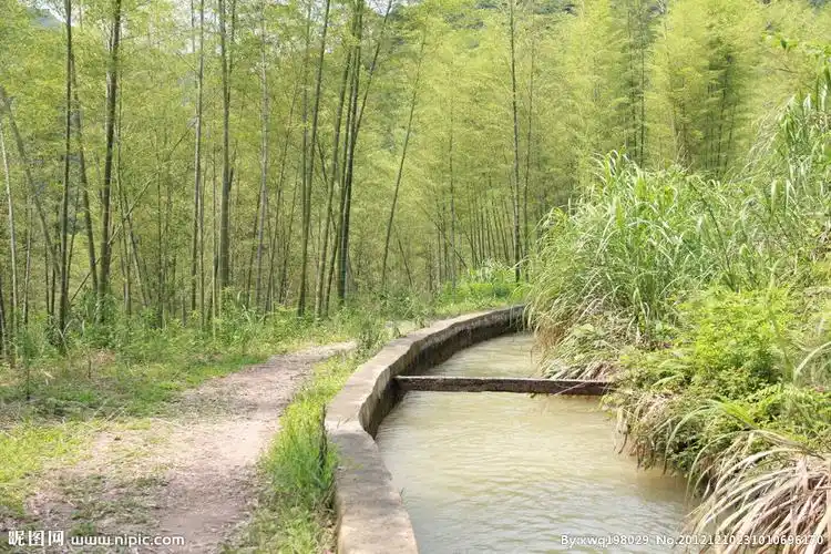 竹林水渠摄影图__自然风景_自然景观_摄影图库_昵图网nipic.com
