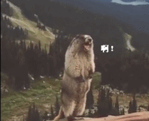 226_184gif 动态图 动图