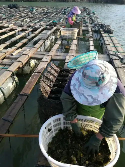 福建连江黄岐海产鲍鱼养殖基地行