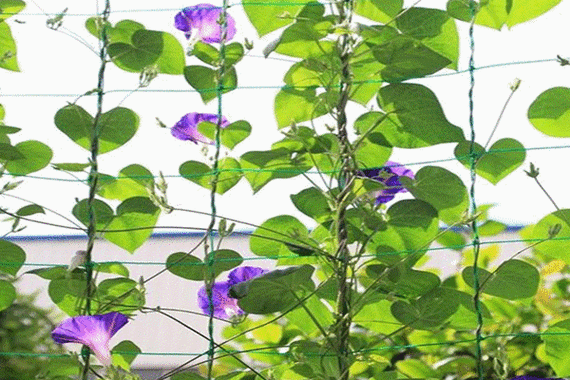 茉莉它是夹竹桃科的常绿藤本,根茎是赤褐色的,是比较常见的爬藤植物