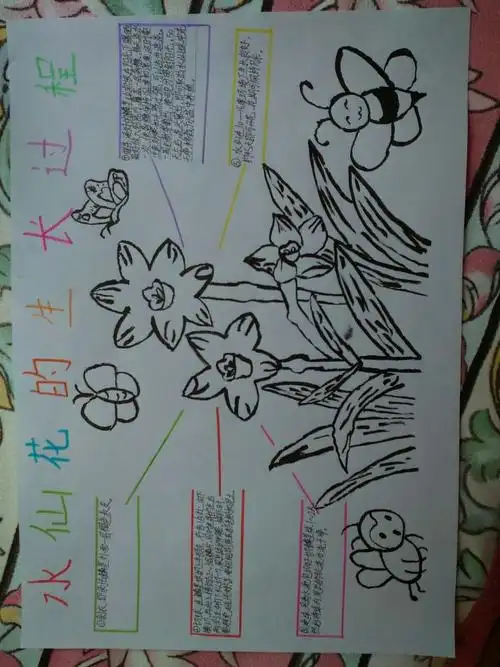 水仙花生长过程的思维导图