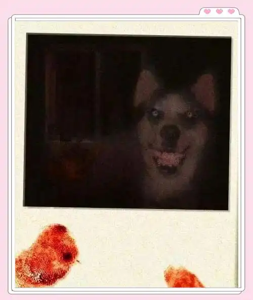 🐺恐怖传说:微笑狗的诡异故事🐾