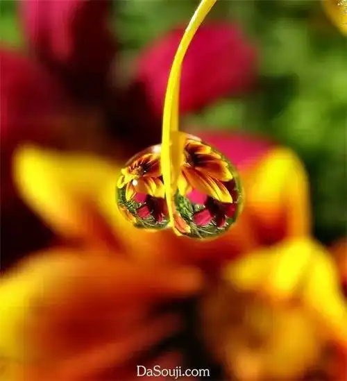 最美晶莹水中花