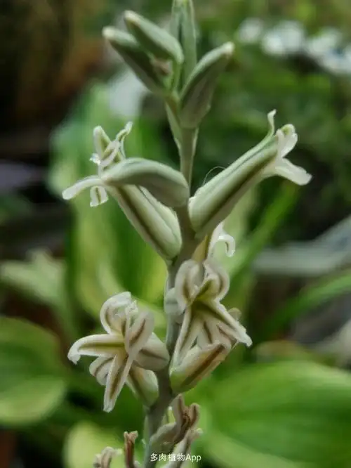 开花的草宝和玉露