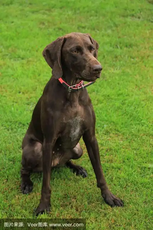 德国短毛指示犬