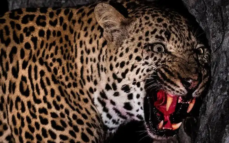 豹子在低吼咆哮,现场感到毛骨悚然,忐忑不安