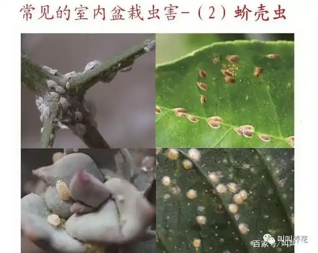 室内盆栽植物五大害虫及其防治方法