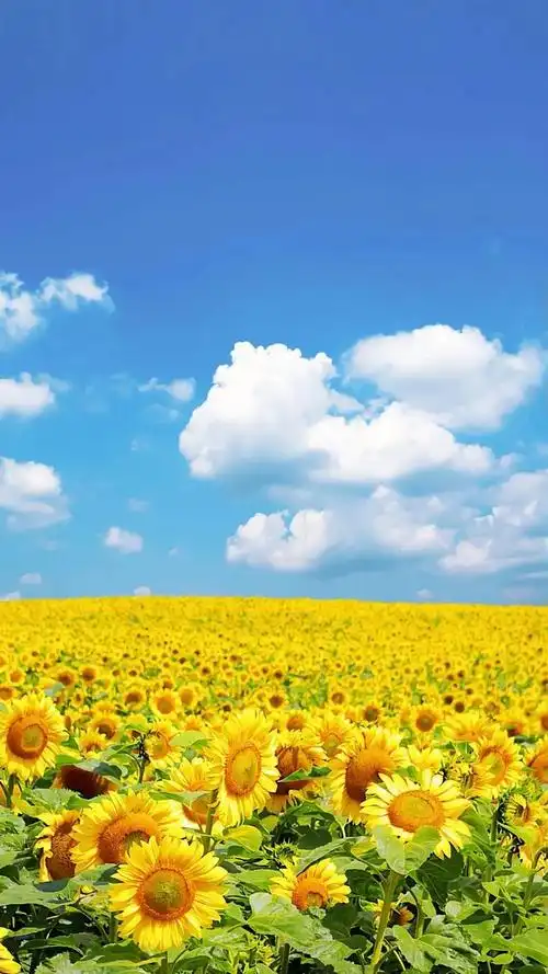 手机壁纸:向阳花开,积极向上