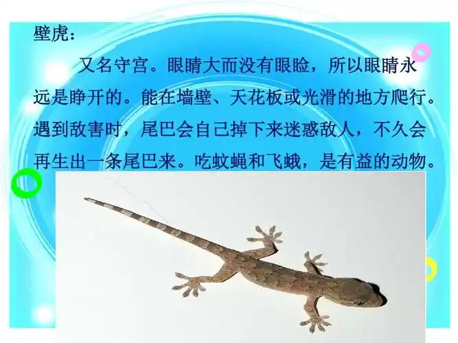 小壁虎借尾巴 林霞ppt