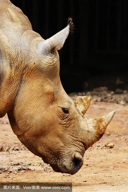 苏门答腊犀牛(苏门答腊岛)