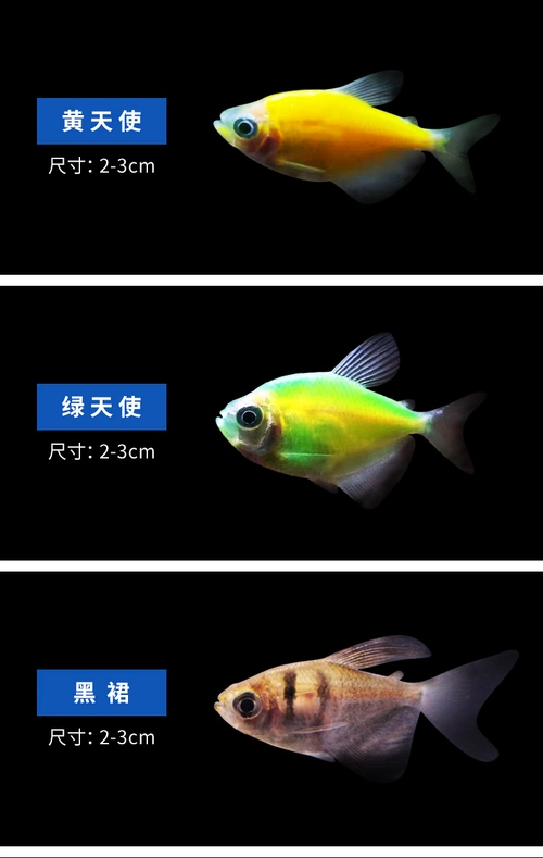 豆乐奇 小型热带观赏鱼彩裙天使群游 耐活好养 斑马鱼 蝶翼斑马 迷你